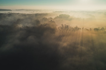 Spectacular view from drone on sunbeam between trees in misty morning.