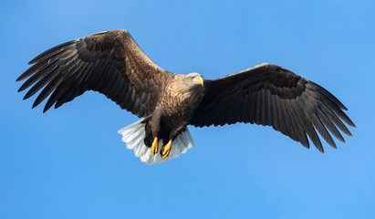 Adult White-tailed eagle in flight. Front view. Blue sky background. Scientific name: Haliaeetus albicilla, also known as the ern, erne, gray eagle, Eurasian sea eagle and white-tailed sea-eagle.