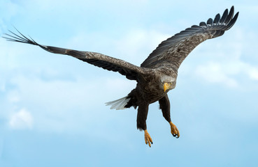 Adult White-tailed eagle in flight. Front view. Blue sky background. Scientific name: Haliaeetus albicilla, also known as the ern, erne, gray eagle, Eurasian sea eagle and white-tailed sea-eagle.