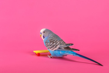 sky blue  wavy parrot with plastic toy skateboard  on color background 
