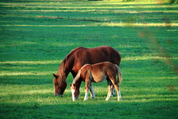 Obraz premium horses