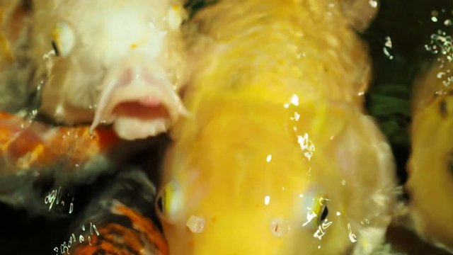 Aquarium full of hungry carp Koi fishes. Cyprinus carpio with open wide mouths. Sochi, Russia.