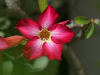 close-up of red flower