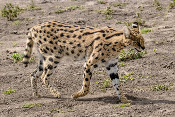 serval in africa