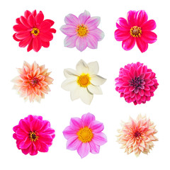 Collection of pink, yellow and white flowers of dahlia isolated on white background. Garden plants, Asteraceae or Compositae, octoploids. Dahlia was declared the national flower of Mexico