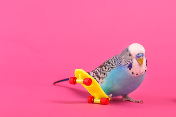sky blue  wavy parrot with plastic toy skateboard  on color background 
