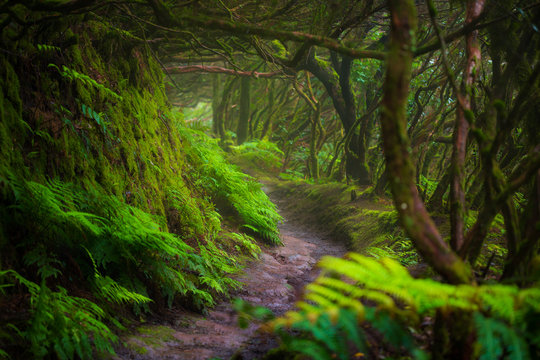 Fototapeta Ścieżka w lasach tropikalnych Anaga na Teneryfie, Hiszpania.