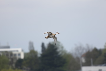 fotografias de aves varias 
