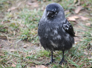Leucistic (partial albino) Jackdaw or Corvus monedula
