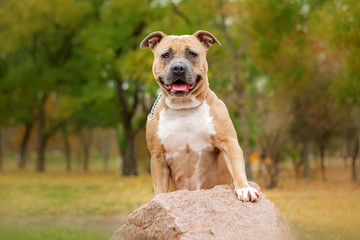 american staffordshire terrier dog funny portrait