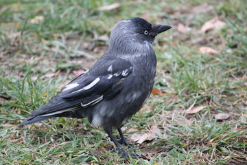 Leucistic (partial albino) Jackdaw or Corvus monedula