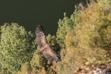 Griffon Vulture flying.