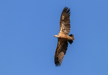 Obraz premium Griffon Vulture flying.
