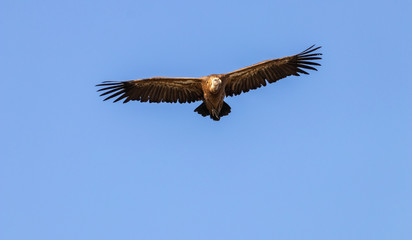 Griffon Vulture flying.