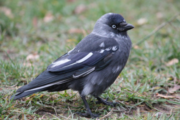 Obraz premium Leucistic (partial albino) Jackdaw or Corvus monedula