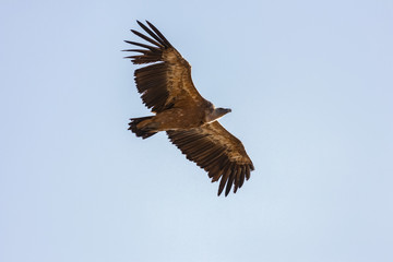 Griffon Vulture flying.