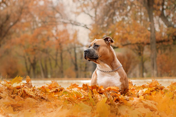 american staffordshire terrier dog autumn portrait lovely look