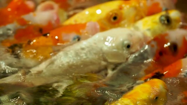 Aquarium full of hungry carp Koi fishes. Cyprinus carpio with open wide mouths. Sochi, Russia.