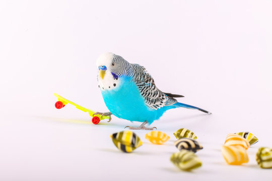sky blue  wavy parrot with plastic toy skateboard and candy  on color background 
