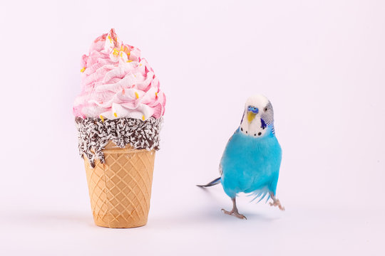 sky blue  wavy parrot with 	
ice cream on color background 
