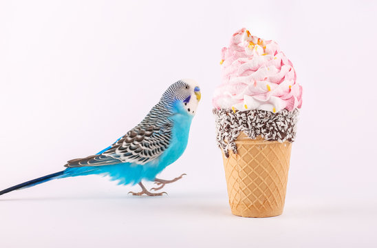 sky blue  wavy parrot with 	
ice cream on color background 
