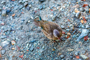 高地　大正池　長野　信州　夏　旅行　観光　名所　明神池　河童橋