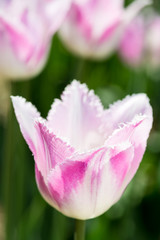 Obraz na płótnie Canvas White purple tulip in nature - very shallow depth of field