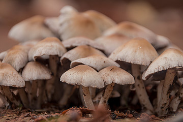 Setas después de la lluvia
