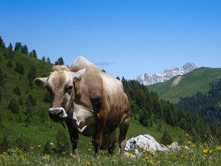 Fototapeta na wymiar A cow and a view on the Dolomites