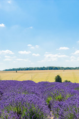 Fototapeta na wymiar Field with rows of lavender on sunny day