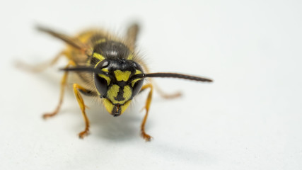 Macro of wasp on white background