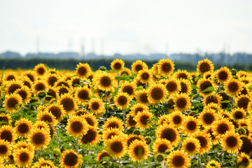 field of blooming sunflowers on a background sunset
