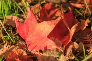 Red Autumn Leaf