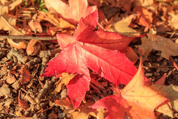Red Autumn Leaf