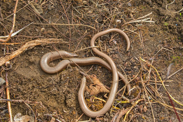 Obraz premium 2 Slow Worms (Anguis fragilis) Legless Lizard