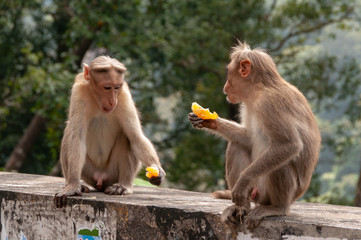 Naklejka premium Male Macaques Shooting The Breeze over some tangerine segments in India