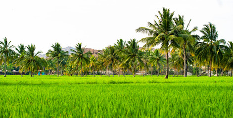 Obraz premium (selective focus) Amazing view of green rice field with palm trees and rocks on background at sunset. Hampi, Karnataka, India.