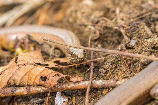 2 Slow Worms (Anguis fragilis) Legless Lizard