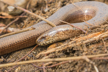 Slow Worm Close up of head  (Anguis fragilis) Legless Lizard