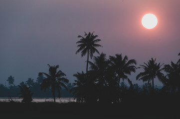 Obraz premium Keralan Sunset - Silhouetted
