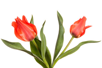 Two red spring flowers. Tulips isolated on white background