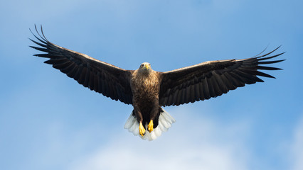 Adult White-tailed eagle in flight. Front view. Blue sky background. Scientific name: Haliaeetus albicilla, also known as the ern, erne, gray eagle, Eurasian sea eagle and white-tailed sea-eagle.