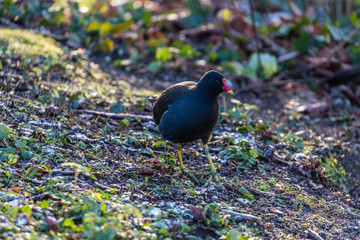 Bird on the field