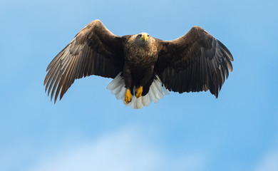 Adult White-tailed eagle in flight. Front view. Blue sky background. Scientific name: Haliaeetus albicilla, also known as the ern, erne, gray eagle, Eurasian sea eagle and white-tailed sea-eagle.