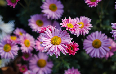 Fototapeta premium Chrysanthemums in the Nikitsky Botanical Garden, Crimea. flowers chrysanthemum, chrysanthemums in autumn, chrysanthemums annuals.