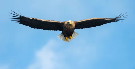 Photo sur Aluminium Aigle Adult White-tailed eagle in flight. Front view. Blue sky background. Scientific name: Haliaeetus albicilla, also known as the ern, erne, gray eagle, Eurasian sea eagle and white-tailed sea-eagle.