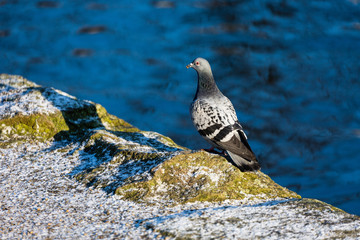 Pigeon near to the water