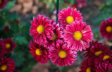 Chrysanthemums in the Nikitsky Botanical Garden, Crimea. flowers chrysanthemum, chrysanthemums in autumn, chrysanthemums annuals.