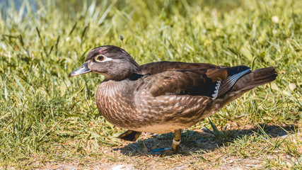 Duck walking on the ground