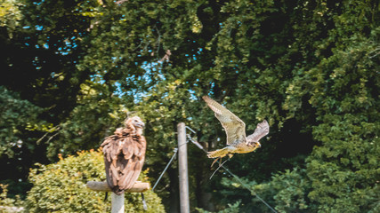 Falcon in flight